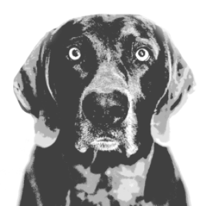 Profile photo of Andrea Langeveld